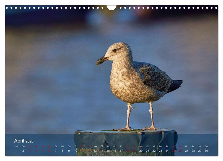 Produktbild: V&ouml;gel an Deutschlands K&uuml;sten (Wandkalender 2026 DIN A3 quer), CALVENDO Monatskalender