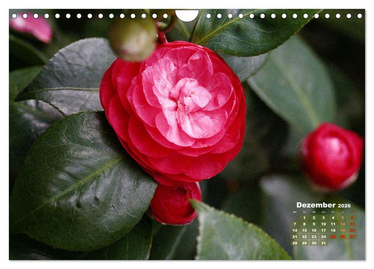 Produktbild: Kamelien - Bl&uuml;tensch&ouml;nheiten (Wandkalender 2026 DIN A4 quer), CALVENDO Monatskalender