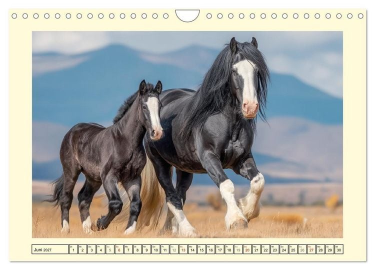 Produktbild: Shire Horse Zauber. Englands elegante Riesen (Wandkalender 2027 DIN A4 quer), CALVENDO Monatskalender