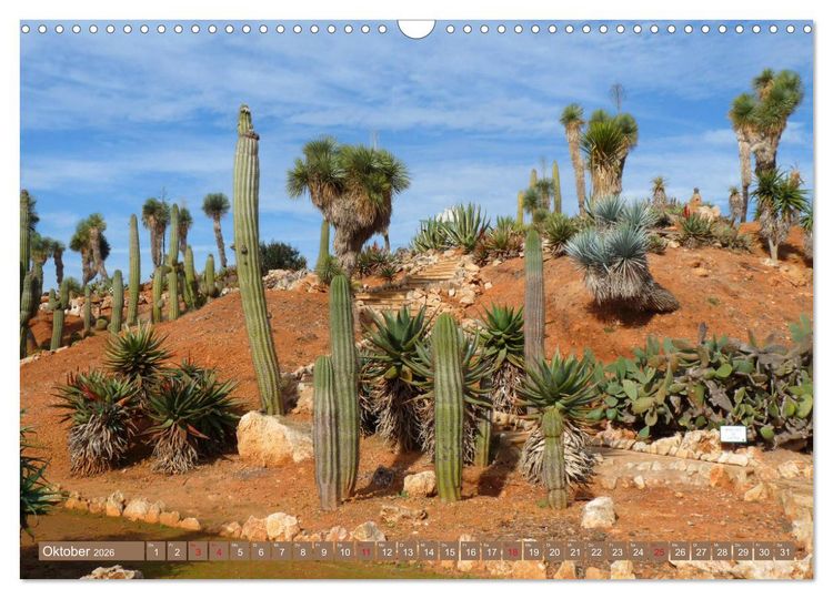 Produktbild: BOTANICACTUS Mallorcas Kakteengarten (Wandkalender 2026 DIN A3 quer), CALVENDO Monatskalender
