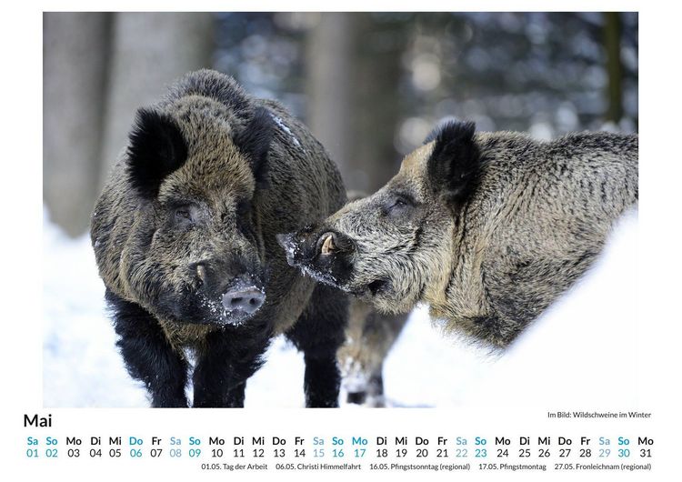 Produktbild: WIldschweine im Winter