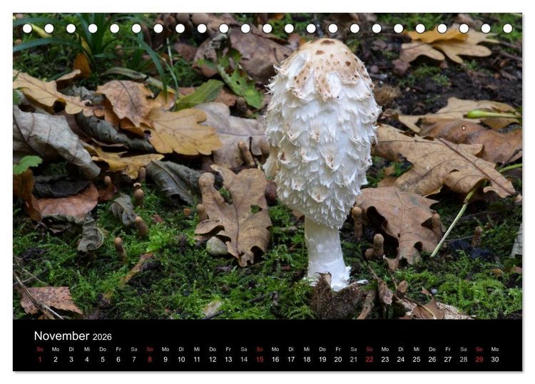 Produktbild: Pilze in Wald und Flur (Tischkalender 2026 DIN A5 quer), CALVENDO Monatskalender