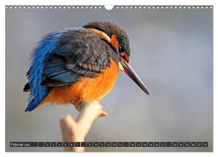 Produktbild: Der Eisvogel (Wandkalender 2026 DIN A3 quer), CALVENDO Monatskalender