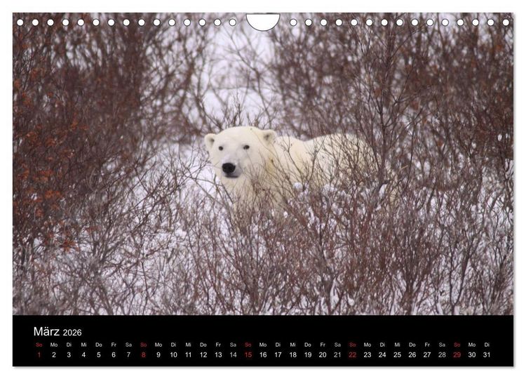 Produktbild: Arktische Tr&auml;ume - Eisb&auml;ren in Kanada (Wandkalender 2026 DIN A4 quer), CALVENDO Monatskalender