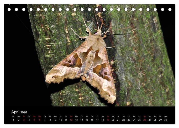 Produktbild: Nachtfalter - Unbekannte Sch&ouml;nheiten (Tischkalender 2026 DIN A5 quer), CALVENDO Monatskalender