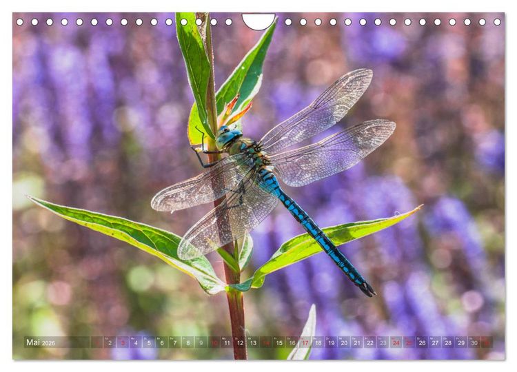Produktbild: Libellen - Fliegende Edelsteine (Wandkalender 2026 DIN A4 quer), CALVENDO Monatskalender