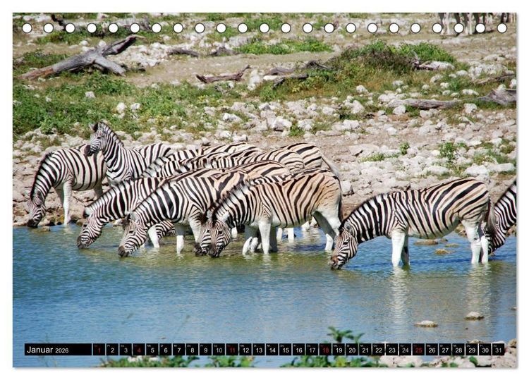 Produktbild: Zebras - Ungez&auml;hmte Kraft (Tischkalender 2026 DIN A5 quer), CALVENDO Monatskalender