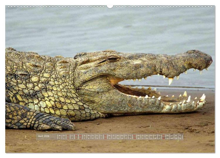Produktbild: Krokodile & Alligatoren (hochwertiger Premium Wandkalender 2026 DIN A2 quer), Kunstdruck in Hochglanz