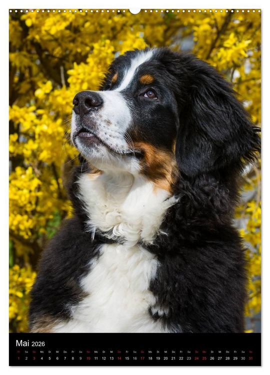 Produktbild: Faszination Berner Sennenhund (hochwertiger Premium Wandkalender 2026 DIN A2 hoch), Kunstdruck in Hochglanz