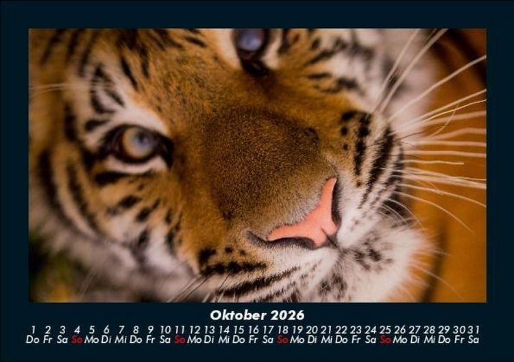 Produktbild: Tiger 2026 Fotokalender DIN A5