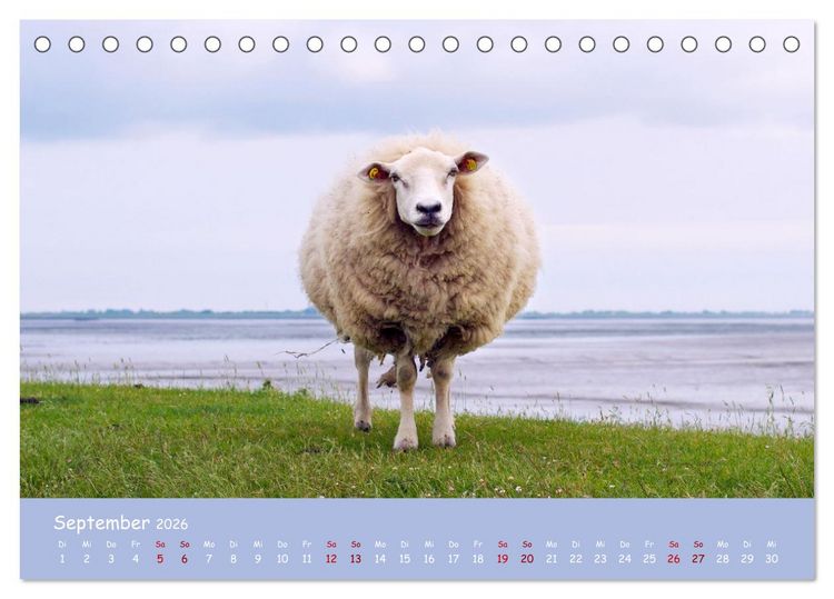 Produktbild: Wolle & H&ouml;rner (Tischkalender 2026 DIN A5 quer), CALVENDO Monatskalender