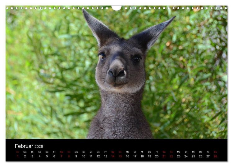 Produktbild: Australian Wildlife (Wandkalender 2026 DIN A3 quer), CALVENDO Monatskalender