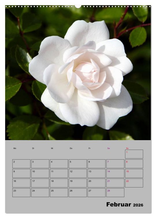 Produktbild: Rosen - Symbol der Liebe und Verehrung (Wandkalender 2026 DIN A2 hoch), CALVENDO Monatskalender