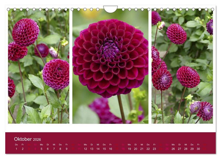 Produktbild: Dahlien-Triplets (Wandkalender 2026 DIN A4 quer), CALVENDO Monatskalender