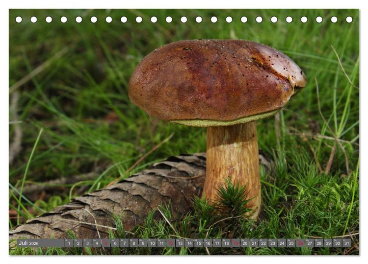 Produktbild: PILZE IM WALD (Tischkalender 2026 DIN A5 quer), CALVENDO Monatskalender