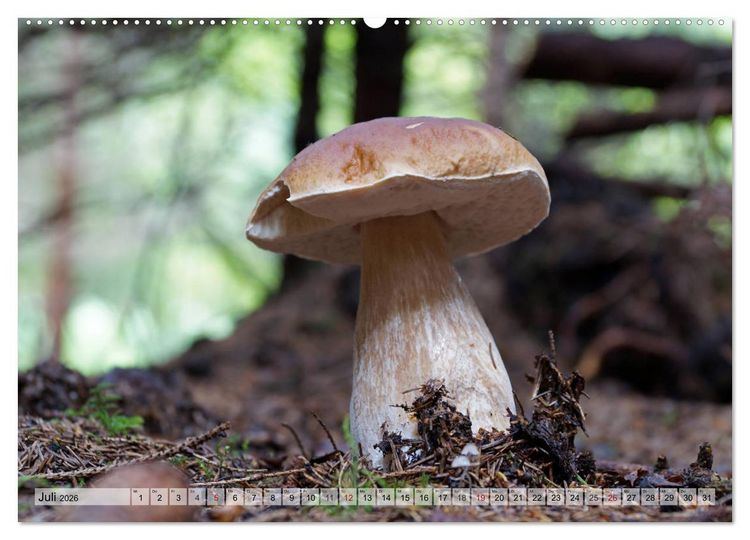 Produktbild: Waldpilz-Impressionen (Wandkalender 2026 DIN A2 quer), CALVENDO Monatskalender