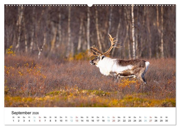 Produktbild: Tierwelt Skandinaviens (Wandkalender 2026 DIN A2 quer), CALVENDO Monatskalender