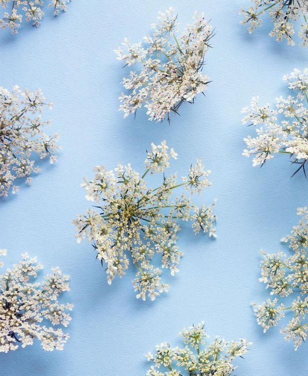 Produktbild: Floramour: Wildblumen