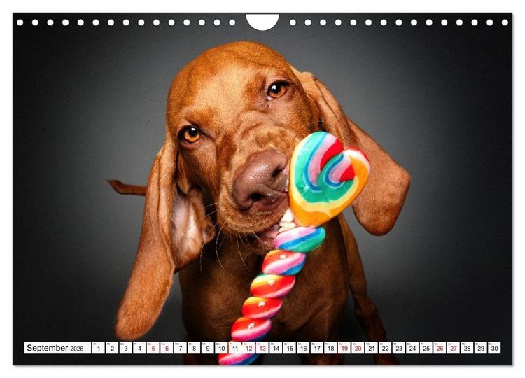 Produktbild: Hunde im Naschparadies (Wandkalender 2026 DIN A4 quer), CALVENDO Monatskalender