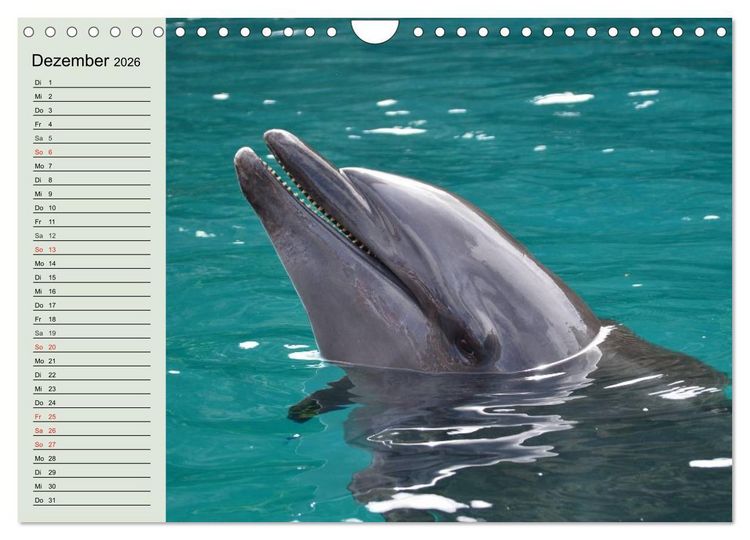 Produktbild: Leben in den Weltmeeren. Delfine, Wale und Haie (Wandkalender 2026 DIN A4 quer), CALVENDO Monatskalender