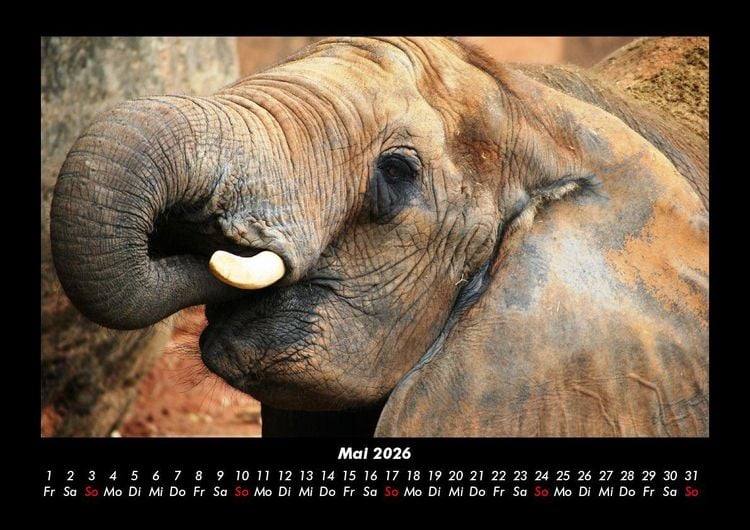 Produktbild: Der Elefantenkalender 2026 Fotokalender DIN A3