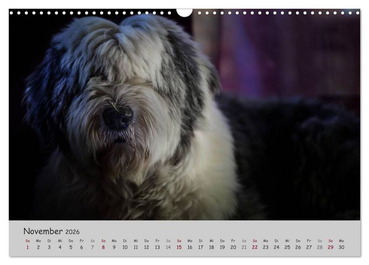Produktbild: Ein Bobtail namens Miles (Wandkalender 2026 DIN A3 quer), CALVENDO Monatskalender