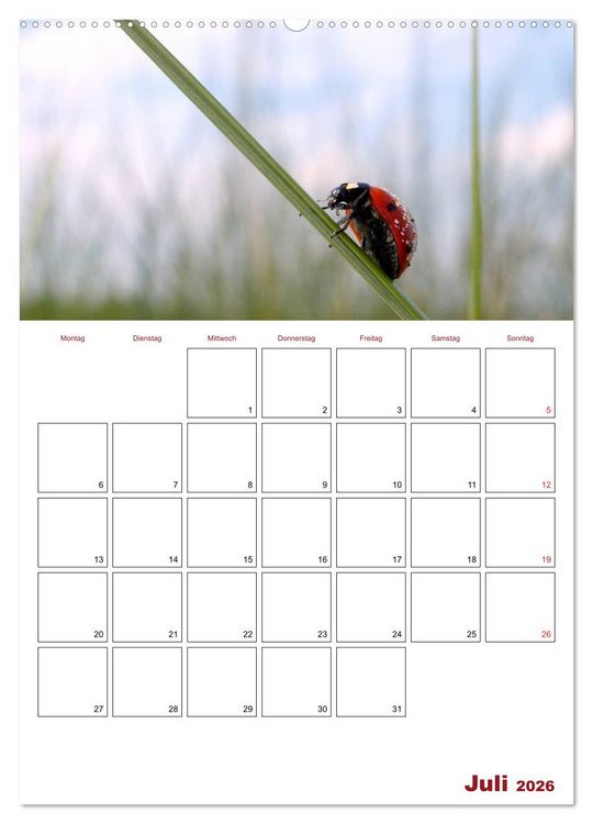 Produktbild: Marienk&auml;fergl&uuml;ck (hochwertiger Premium Wandkalender 2026 DIN A2 hoch), Kunstdruck in Hochglanz