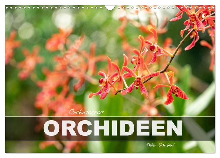 Produktbild: Orchidaceae - Orchideen (Wandkalender 2026 DIN A3 quer), CALVENDO Monatskalender