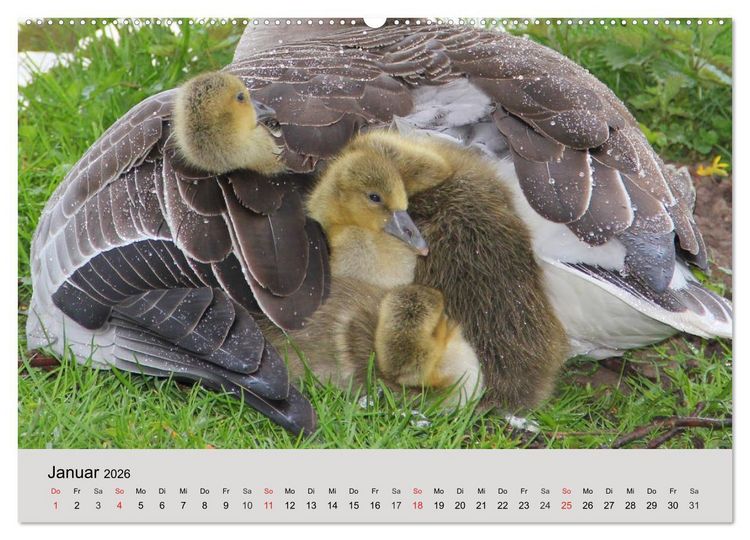 Produktbild: G&auml;nse. Von wegen dumme Gans! (hochwertiger Premium Wandkalender 2026 DIN A2 quer), Kunstdruck in Hochglanz