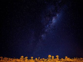 Produktbild: CALVENDO Puzzle K&ouml;cherbaumwald bei Nacht | 1000 Teile Lege-Gr&ouml;&szlig;e 64x48cm Foto-Puzzle f&uuml;r gl&uuml;ckliche Stunden