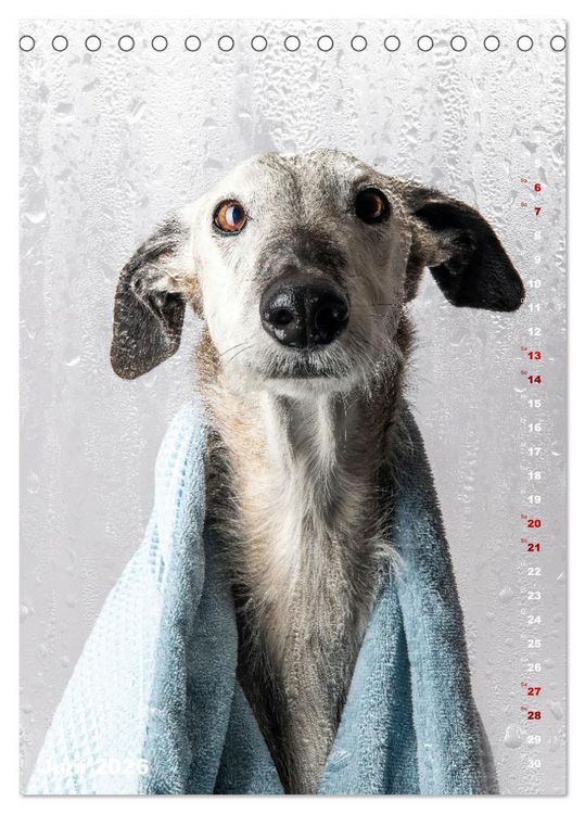 Produktbild: dogmuse deluxe (Tischkalender 2026 DIN A5 hoch), CALVENDO Monatskalender