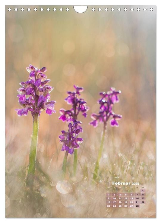 Produktbild: Orchideen in freier Wildbahn (Wandkalender 2026 DIN A4 hoch), CALVENDO Monatskalender