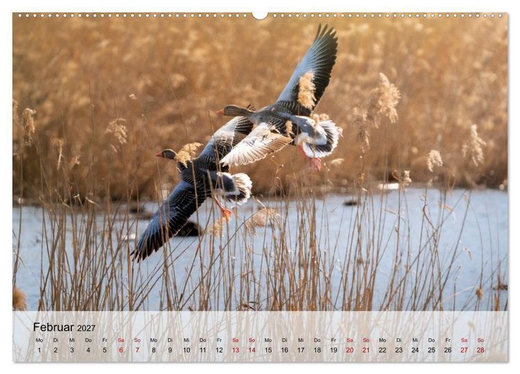 Produktbild: Magische Tiermomente (hochwertiger Premium Wandkalender 2027 DIN A2 quer), Kunstdruck in Hochglanz