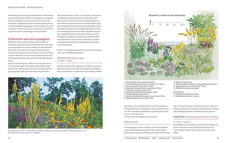 Produktbild: Das BLV Handbuch Stauden