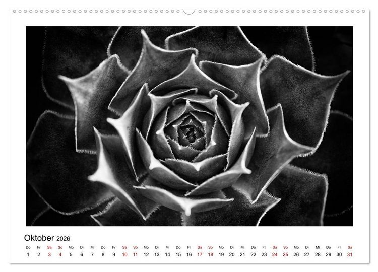 Produktbild: Die grafische Sch&ouml;nheit der Pflanzen &ndash; Schwarz-Wei&szlig; (Wandkalender 2026 DIN A2 quer), CALVENDO Monatskalender