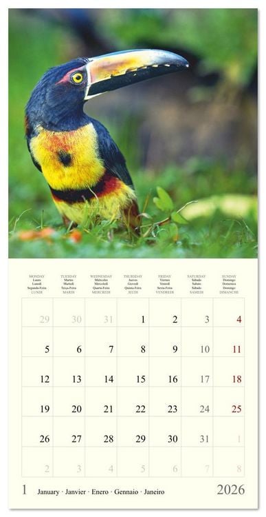 Produktbild: Royaume de nature Costa Rica (Calendrier mural carr&eacute; 2026 30x30 cm) Calendrier double avec une page pour vos prises de notes
