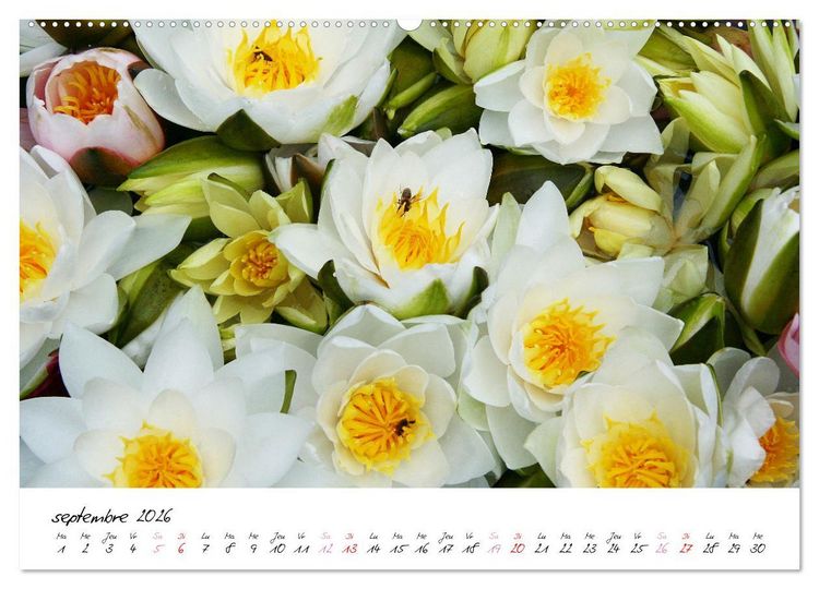 Produktbild: N&eacute;nuphars enchanteurs (Calendrier mural 2026 DIN A2 vertical) calendrier de bureau