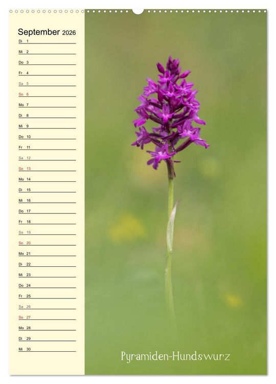 Produktbild: Wildwachsende Orchideen in Bayern (Wandkalender 2026 DIN A2 hoch), CALVENDO Monatskalender