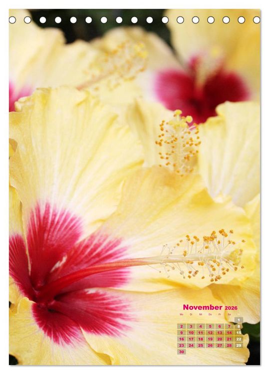 Produktbild: Malvenbl&uuml;te (Tischkalender 2026 DIN A5 hoch), CALVENDO Monatskalender