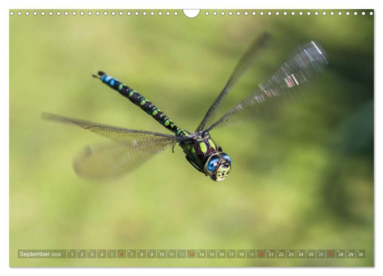 Produktbild: Libellen - Fliegende Edelsteine (Wandkalender 2026 DIN A3 quer), CALVENDO Monatskalender