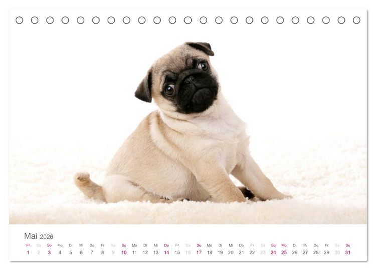 Produktbild: Mopswelpe Emma (Tischkalender 2026 DIN A5 quer), CALVENDO Monatskalender