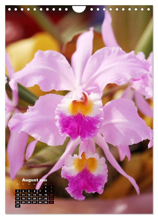 Produktbild: Kleine Orchideensch&auml;tze (Wandkalender 2026 DIN A4 hoch), CALVENDO Monatskalender