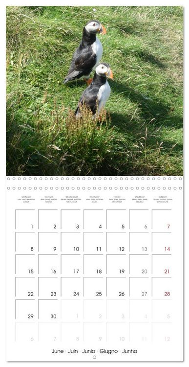 Produktbild: Puffin Pals (Wall Calendar 2026 12 &times; 12 Inch) CALVENDO 12 Month Wall Calendar