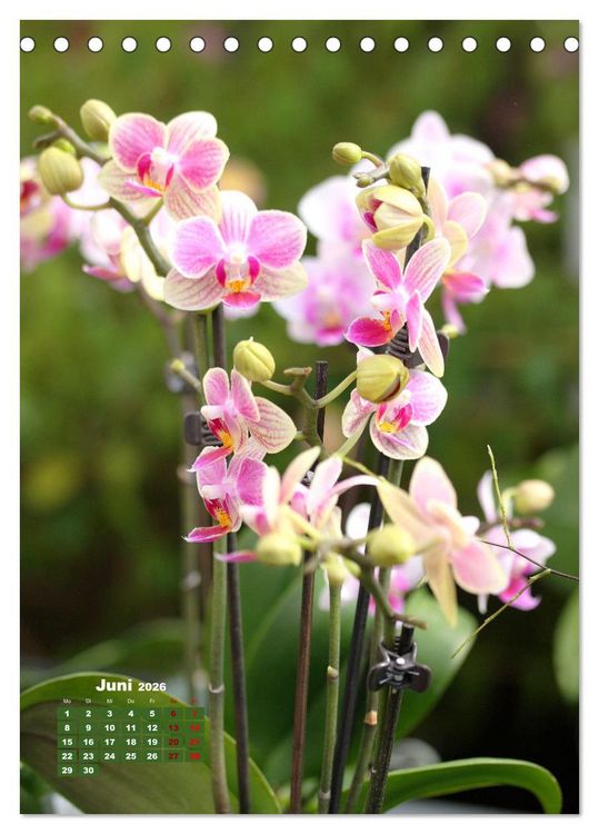 Produktbild: Orchideensch&auml;tze (Tischkalender 2026 DIN A5 hoch), CALVENDO Monatskalender