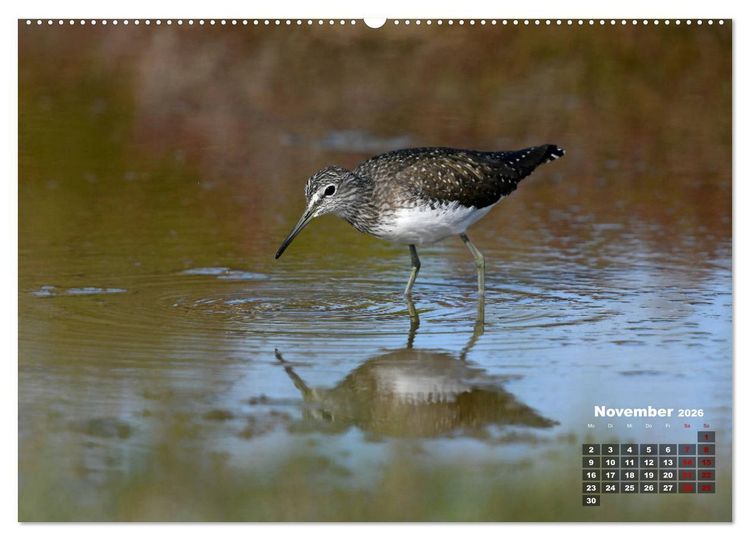 Produktbild: Limikolen - Watv&ouml;gel Europas (Wandkalender 2026 DIN A2 quer), CALVENDO Monatskalender
