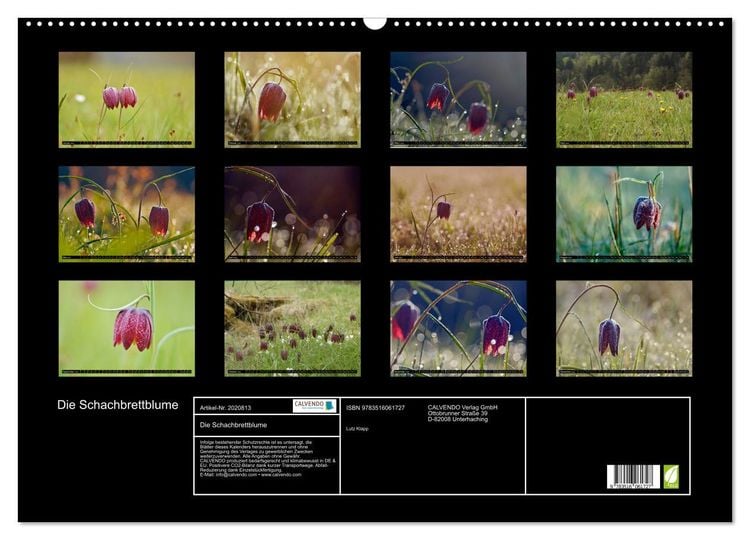 Produktbild: Die Schachbrettblume (Wandkalender 2026 DIN A2 quer), CALVENDO Monatskalender