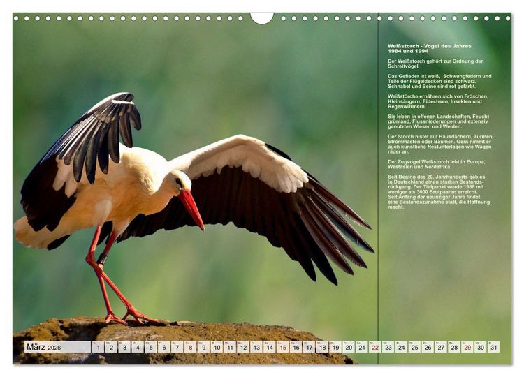 Produktbild: Heimische V&ouml;gel des Jahres (Wandkalender 2026 DIN A3 quer), CALVENDO Monatskalender