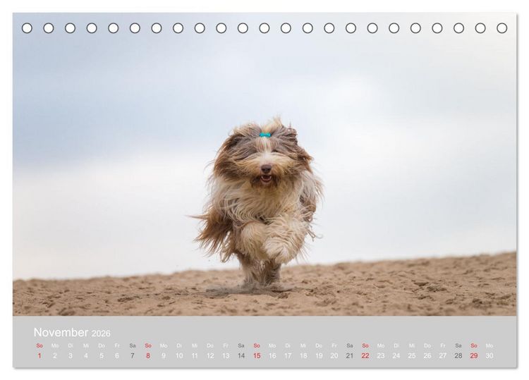 Produktbild: BEARDED COLLIES 2026 (Tischkalender 2026 DIN A5 quer), CALVENDO Monatskalender