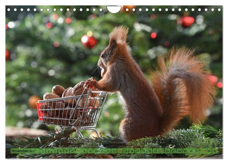 Produktbild: Eichh&ouml;rnchen-Spa&szlig; (Wandkalender 2027 DIN A4 quer), CALVENDO Monatskalender