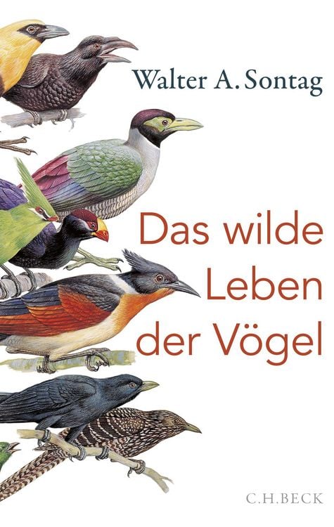 Produktbild: Das wilde Leben der V&ouml;gel